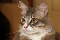 Gato