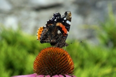 Borboleta