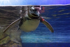 Pinguim, Aquário de Lisboa, Portugal