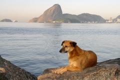 Cão, Niterói, Rio de Janeiro