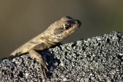 Lagarto, Pão de Açúcar, Rio de Janeiro