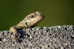 Lagarto, Pão de Açúcar, Rio de Janeiro