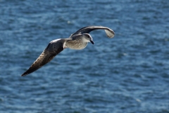 Aves, Ilha da Madeira, Portugal