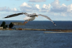 Aves, Ilha da Madeira, Portugal