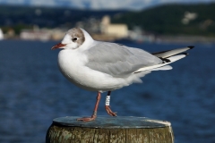 Ave
