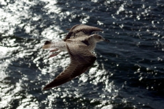 Aves, Ilha da Madeira, Portugal
