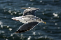 Aves, Ilha da Madeira, Portugal