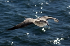 Aves, Ilha da Madeira, Portugal