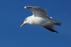 Aves, Ilha da Madeira, Portugal