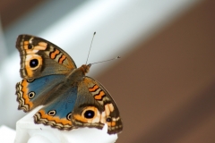 Borboleta, Buenos Aires, Argentina
