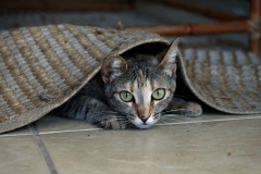 Gato