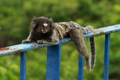 Macaquinhos, Forte do Leme, Rio de Janeiro, Brasil