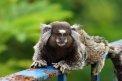 Macaquinhos, Forte do Leme, Rio de Janeiro, Brasil