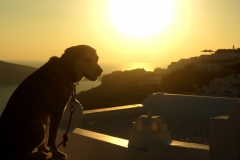 Cão, Santorini, Grécia