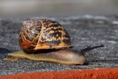 Caracol, Batalha, Portugal