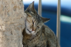 Gato, Cabo Frio, Brasil