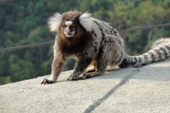 Macaquinhos, Forte do Leme, Rio de Janeiro, Brasil